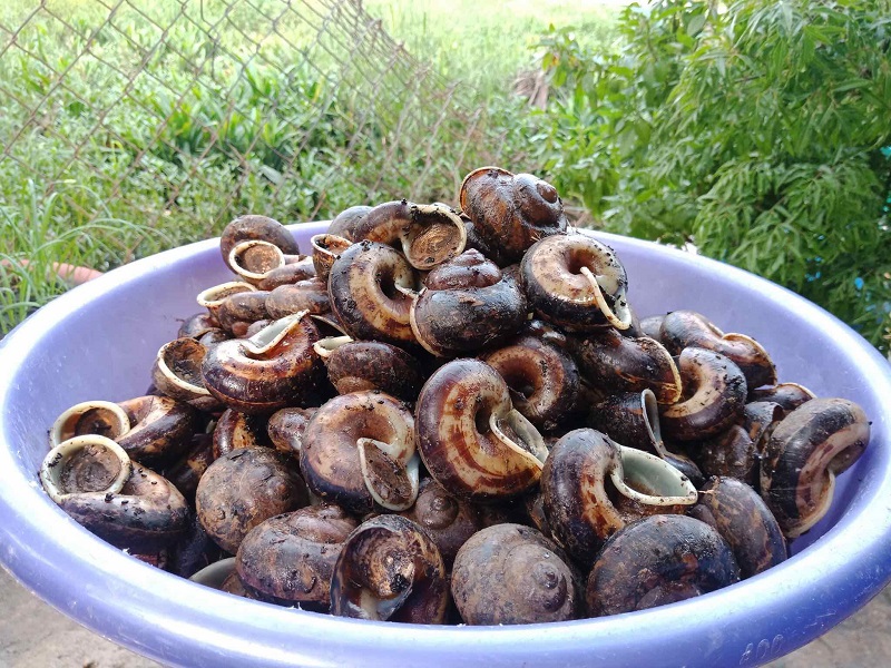 Ốc núi Tây Ninh