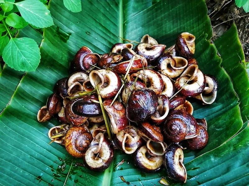 Ốc núi Tây Ninh