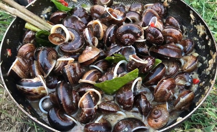 Ốc núi Tây Ninh